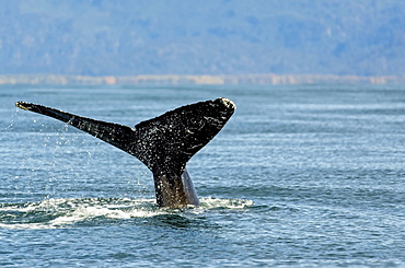 Humpback whale (Megaptera novaeangliae) fluke along the coast of Kachemak Bay, Homer, Alaska, United States of America