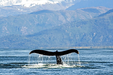 Humpback whale (Megaptera novaeangliae) fluke along the coast of Kachemak Bay, Homer, Alaska, United States of America