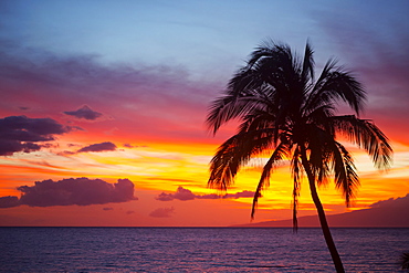 Palm tree at sunset, Wailea, Maui, Hawaii, United States of America