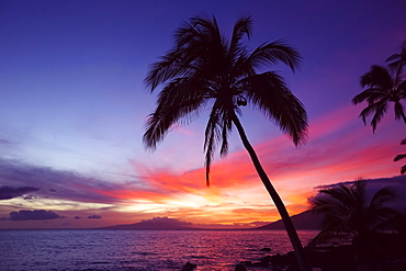 Palm tree at sunset, Wailea, Maui, Hawaii, United States of America