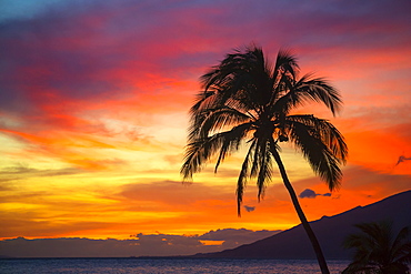 Palm tree at sunset, Wailea, Maui, Hawaii, United States of America