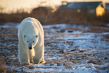 Polar bear (Ursus maritimes) walking toward the camera at dusk, Churchill, Manitoba, Canada