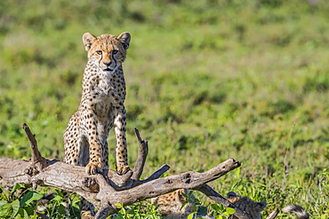 Cheetah (Acinonyx jubatus) standing on a dead tree, Ndutu, Tanzania