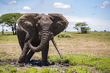 Elephant with large tusks, Ndutu, Tanzania