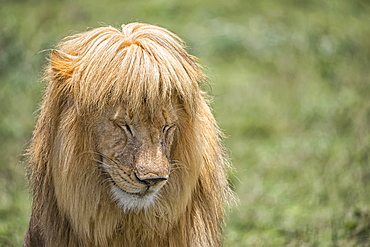 Male lion (panthera Leo) with great hair, Ndutu, Tanzania