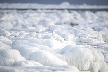 Arctic fox (Vulpes lagopus) walking through the ice chunks on Hudson Bay, Churchill, Manitoba, Canada