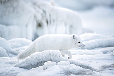 Arctic fox (Vulpes lagopus) walking through the ice chunks on Hudson Bay, Churchill, Manitoba, Canada