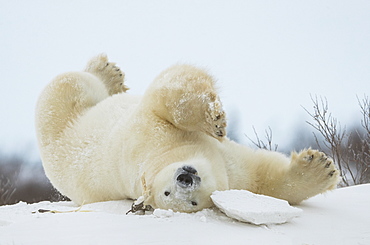 Polar bear (Ursus maritimus) upside down playing in the snow, Churchill, Manitoba, Canada