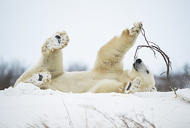 Polar bear (Ursus maritimus) playing with a stick in the snow, Churchill, Manitoba, Canada