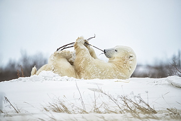 Polar bear (Ursus maritimus) playing with a stick in the snow, Churchill, Manitoba, Canada