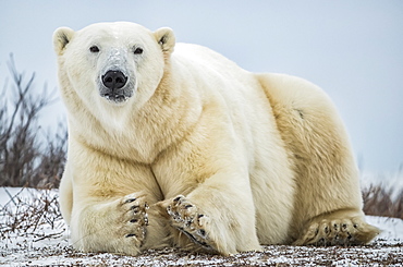 Polar bear (Ursus maritimus) lying in the snow looking at the camera, Churchill, Manitoba, Canada