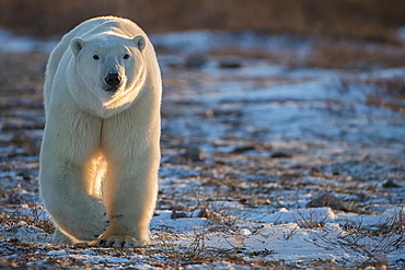 Polar bear (Ursus maritimus) walking towards us in the setting sunlight, Churchill, Manitoba, Canada