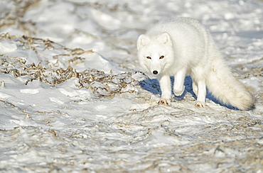 Arctic fox (Vulpes lagopus) walking in the snow, Churchill, Manitoba, Canada