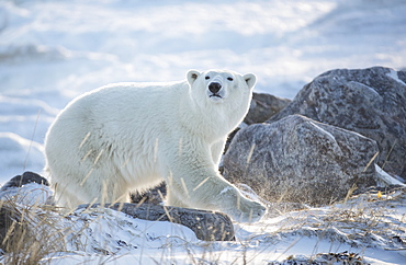 Polar bear (Ursus maritimus) in the snow backlit by the rising sun, Churchill, Manitoba, Canada