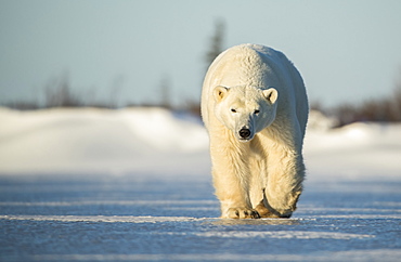 Polar bear (Ursus maritimus) walking on the ice, Churchill, Manitoba, Canada