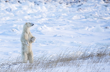 Polar bear (Ursus maritimus) standing in the snow looking beautiful, Churchill, Manitoba, Canada