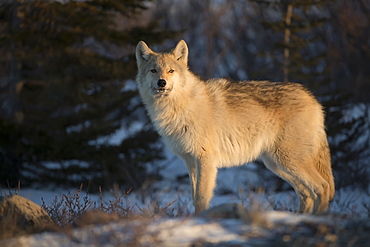 Northwestern wolf (Canis lupus occidentalis) in the setting sun, Churchill, Manitoba, Canada