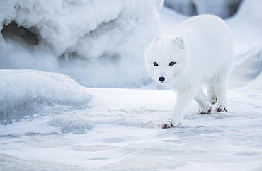 Arctic fox (Vulpes lagopus) walking in the snow, Churchill, Manitoba, Canada