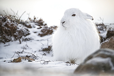 Arctic hare (Lepus arcticus) in the snow, Churchill, Manitoba, Canada