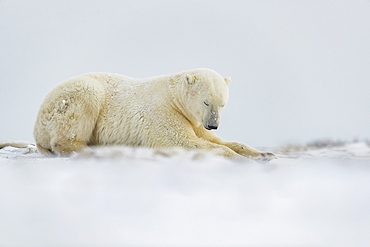 Polar bear (Ursus maritimus) laying in the snow, Churchill, Manitoba, Canada