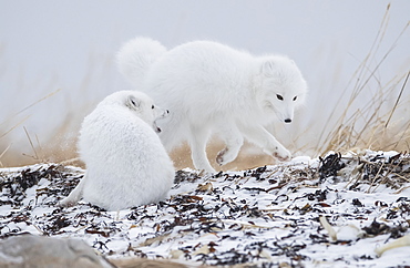 Arctic foxes (Vulpes lagopus) playing around in the snow on the shores of Hudson Bay, Churchill, Manitoba, Canada