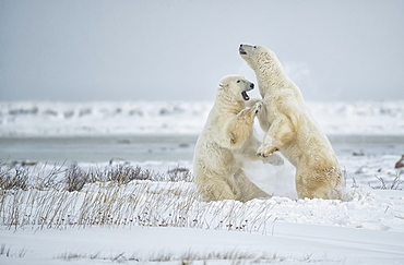 Polar bears (Ursus maritimus) play sparring while waiting for the ice to form on Hudson Bay, Churchill, Manitoba, Canada