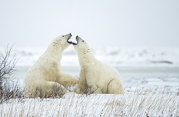 Polar bears (Ursus maritimus) 'jawing' each other during their play sparring, Churchill, Manitoba, Canada