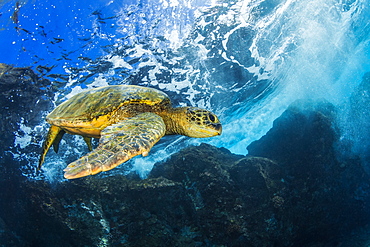 Hawaiian Green Sea Turtle (Chelonia mydas), Maui, Hawaii, United States of America