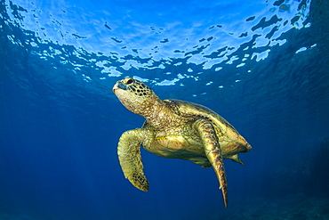 Hawaiian Green Sea Turtle (Chelonia mydas), Maui, Hawaii, United States of America