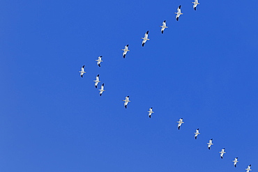 Snow geese (Anser caerulescens) in formation during migration, Klamath Basin National Wildlife Refuge, Merrill, Oregon, United States of America