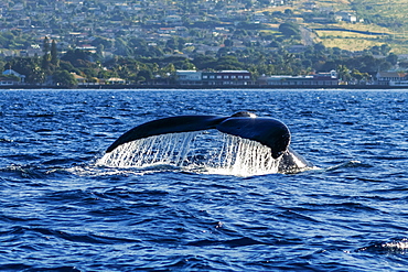 Humpback whale (Megaptera novaeangliae) fluke, Lahaina, Maui, Hawaii, United States of America