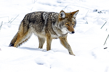 Coyote (Canis latrans) hunting in the snow in Yosemite Valley, Yosemite National Park, California, United States of America