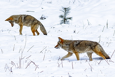 Coyote (Canis latrans) hunting in the snow in Yosemite Valley, Yosemite National Park, California, United States of America