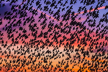 Murmuration of starlings at dusk, RSPB Reserve Minsmere, Suffolk, England