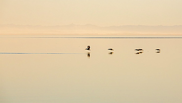 Pelicans flying low with their reflections on the tranquil surface of water, Point Roberts, California, United States of America