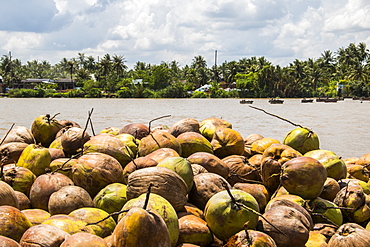 Coconuts at a coconut processing family owned business in the Mekong Delta, Ben Tre, Vietnam