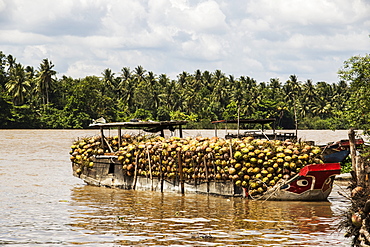 Boat laden with coconuts in the Mekong River, Ben Tre, Vietnam