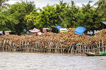 Boat laden with coconuts in the Mekong River, Ben Tre, Vietnam