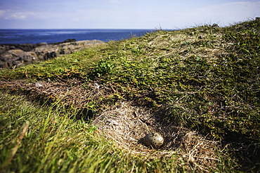 Gull egg in nest, Brier Island, Nova Scotia, Canada