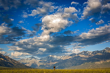 A man walks across a grass field with the majestic mountains of Kluane National Park in the background, Destruction Bay, Yukon Territory, Canada