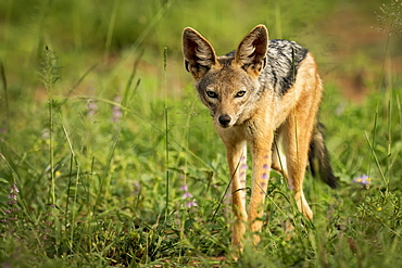 Silver-backed jackal (Canis mesomelas) stands in sunshine among flowers, Serengeti National Park, Tanzania