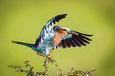 Lilac-breasted roller (Coracias caudatus) lands on branch carrying grasshopper, Serengeti National Park,, Tanzania