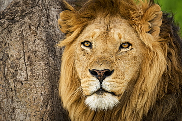 Close-up of male lion (panthera Leo) alongside scratched tree, Serengeti National Park, Tanzania