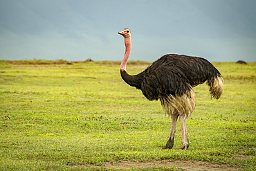 Male ostrich (Struthio camelus) looks at camera on grassland, Tanzania