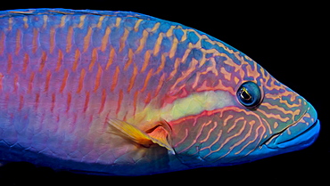 The vivid colors of a Ringtail Wrasse (Oxycheilinus unifasciatus) viewed in the Pacific Ocean off the coast of Kona, Island of Hawaii, Hawaii, United States of America