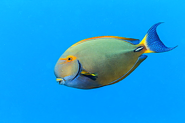 An Eyestripe Surgeonfish (Acanthurus dussumieri) swims by in the bright blue Pacific Ocean water off the Kona coast, Island of Hawaii, Hawaii, United States of America