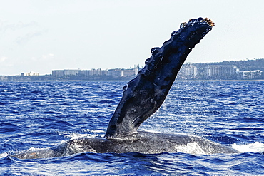 Humpback whale pectoral fin, Lahaina, Maui, Hawaii, United States of America