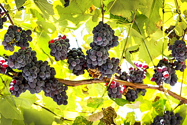 Clusters of purple grapes hanging from the vine, Caldaro, Bolzano, Italy