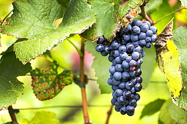 Cluster of purple grapes hanging from the vine, Caldaro, Bolzano, Italy