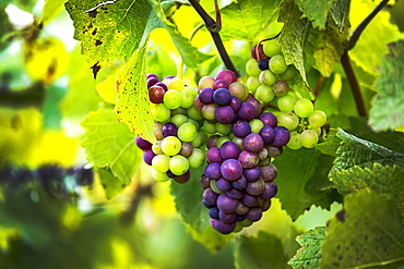 Close-up of a mix of ripe and unripe clusters of grapes hanging from the vine, Caldaro, Bolzano, Italy